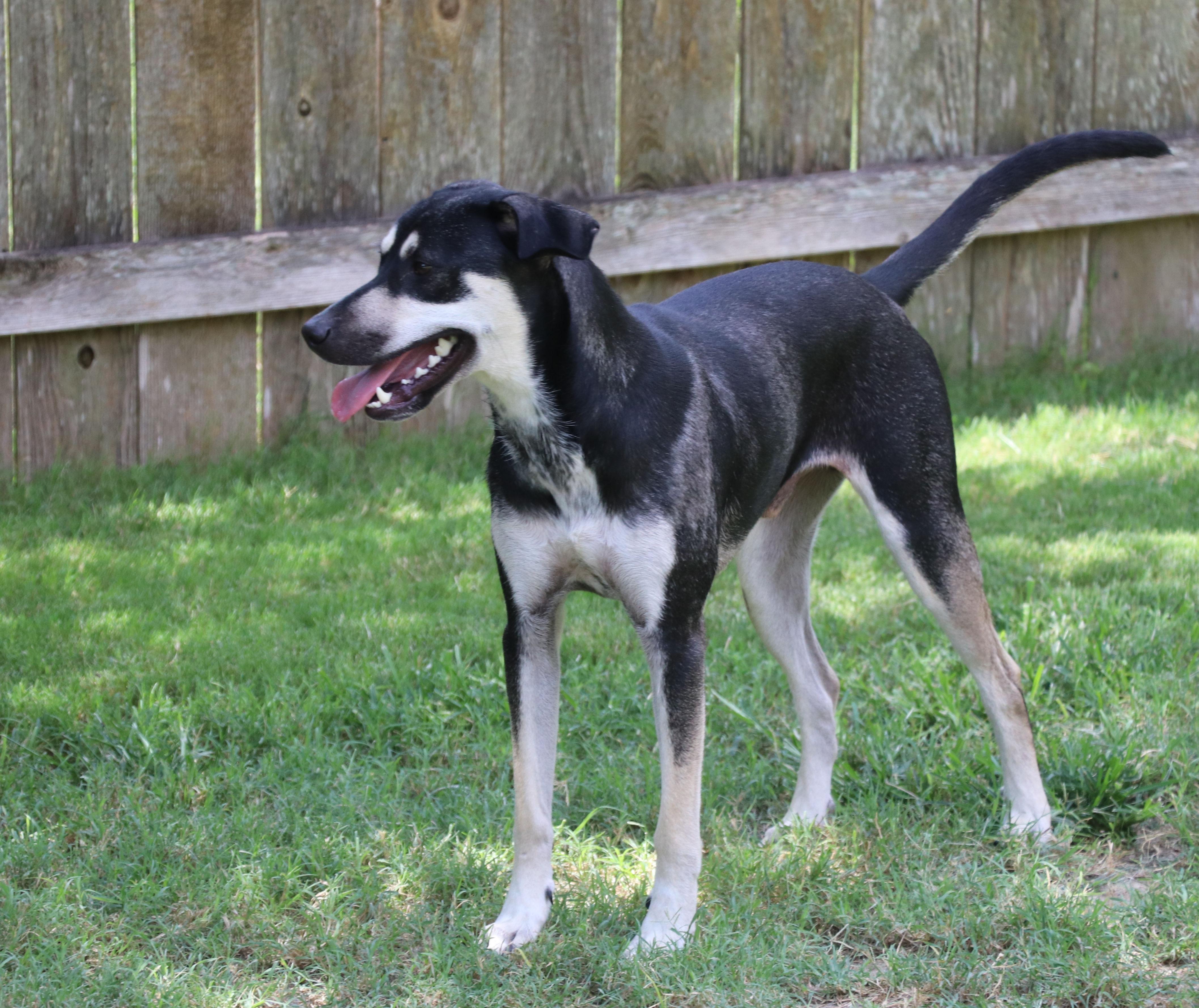Enlarge Blackie, a Adoptable mixed breed in Pflugerville, TX image 6/6
