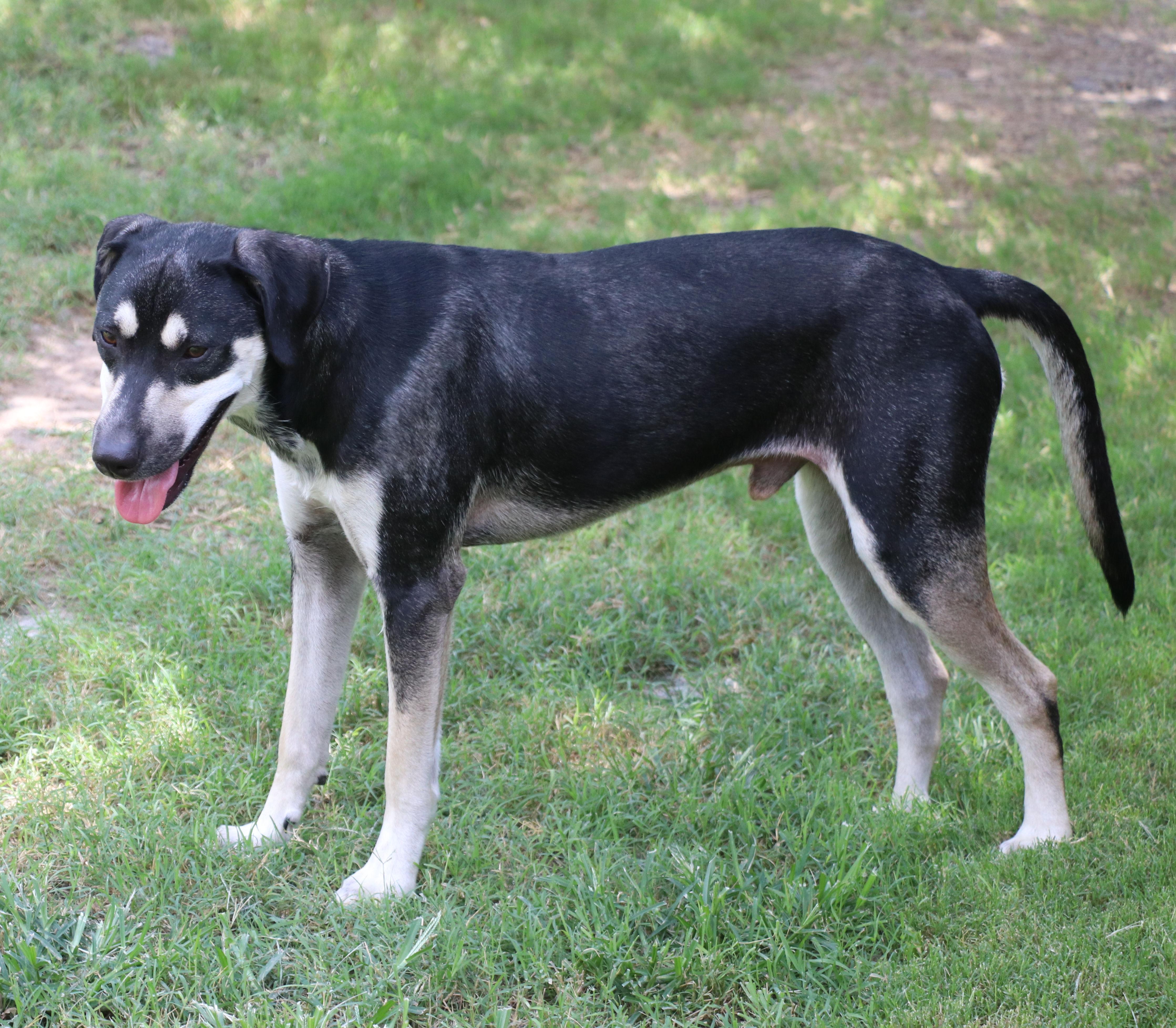 Enlarge Blackie, a Adoptable mixed breed in Pflugerville, TX image 4/6