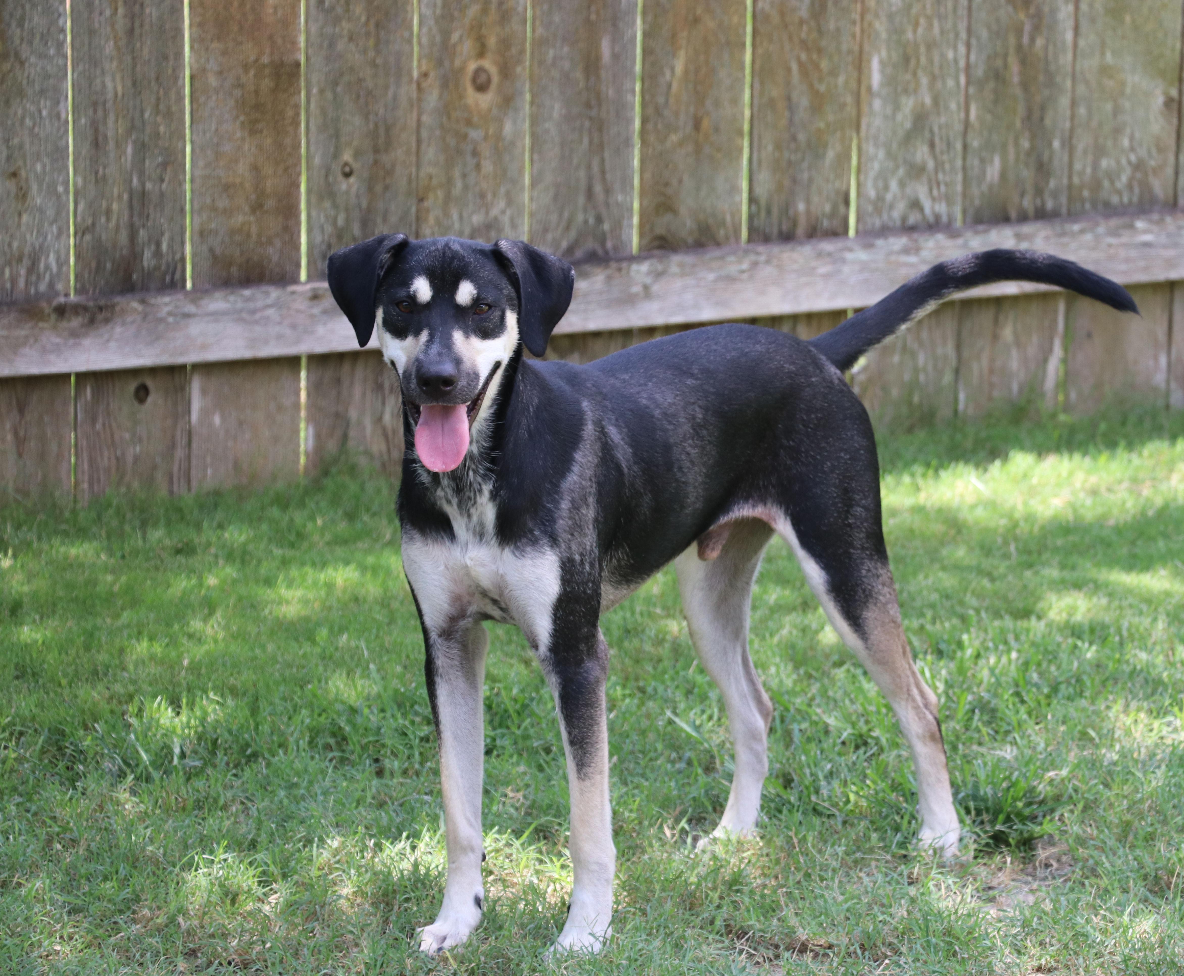 Blackie, Adoptable, Young Male Terrier.