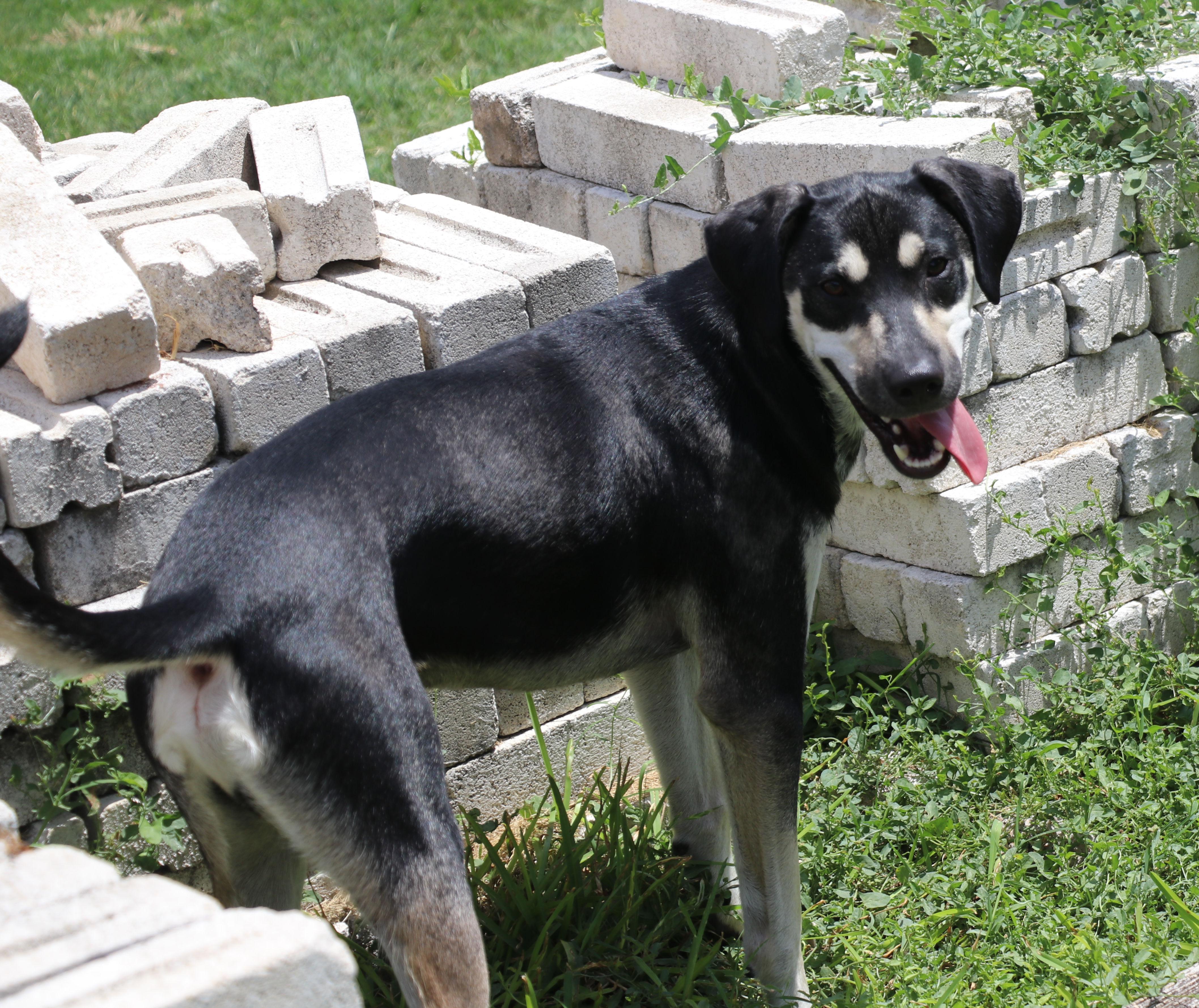 Enlarge Blackie, a Adoptable mixed breed in Pflugerville, TX image 2/6