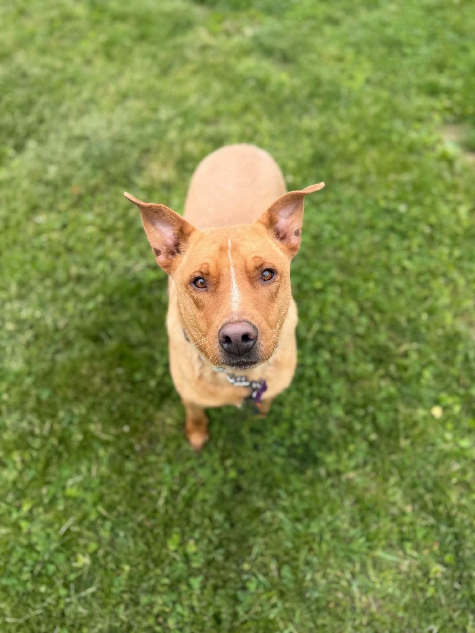 Max, a Adoptable mixed breed in Des Moines, IA image 2/3