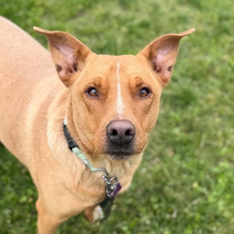 Max, Adoptable, Young Male Australian Cattle Dog / Blue Heeler & Mixed Breed.