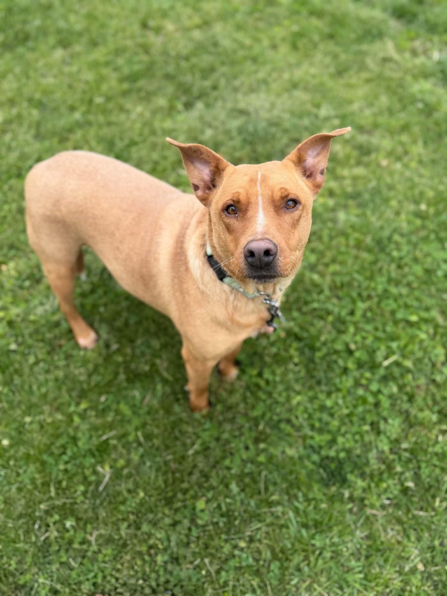 Max, a Adoptable mixed breed in Des Moines, IA image 3/3