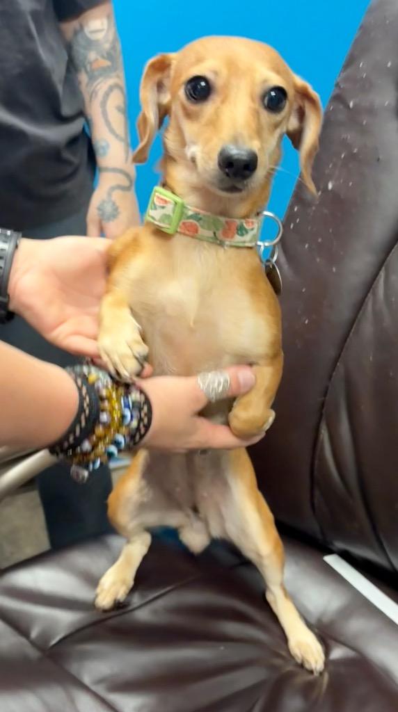 Enlarge Pri Pri, a Adoptable mixed breed in Reno, NV image 2/4