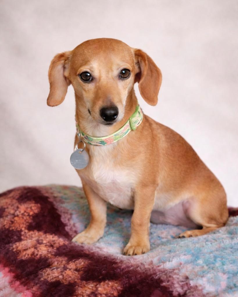 Enlarge Pri Pri, a Adoptable mixed breed in Reno, NV image 3/4