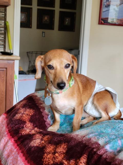 Enlarge Pri Pri, a Adoptable mixed breed in Reno, NV image 4/4
