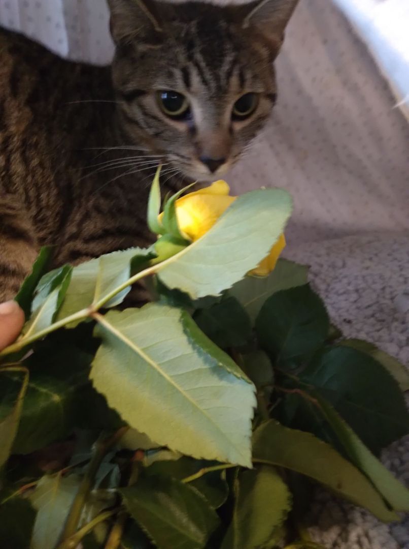 Enlarge Lynx - RICHMOND, IN, a Adoptable Domestic Short Hair in LOWELL, IN image 1/2