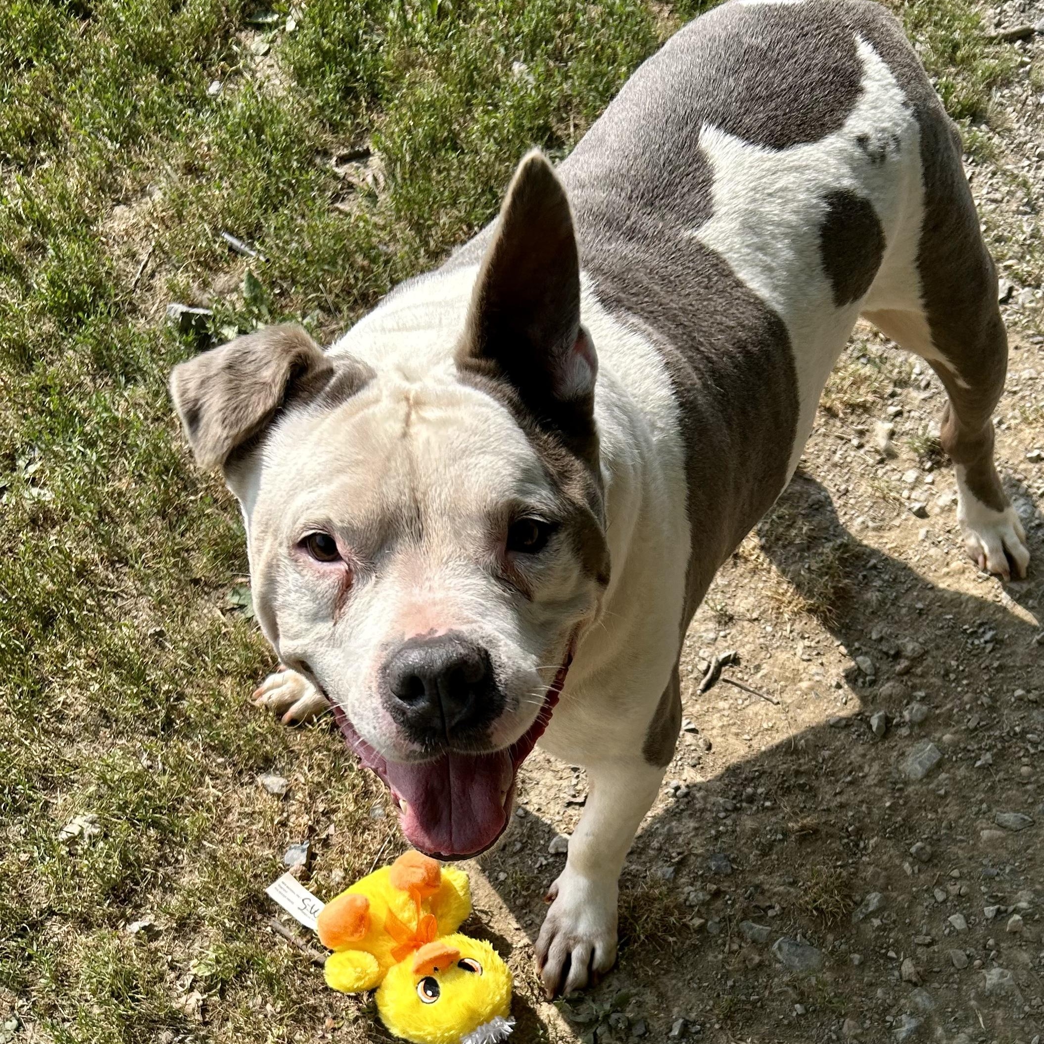 Chico