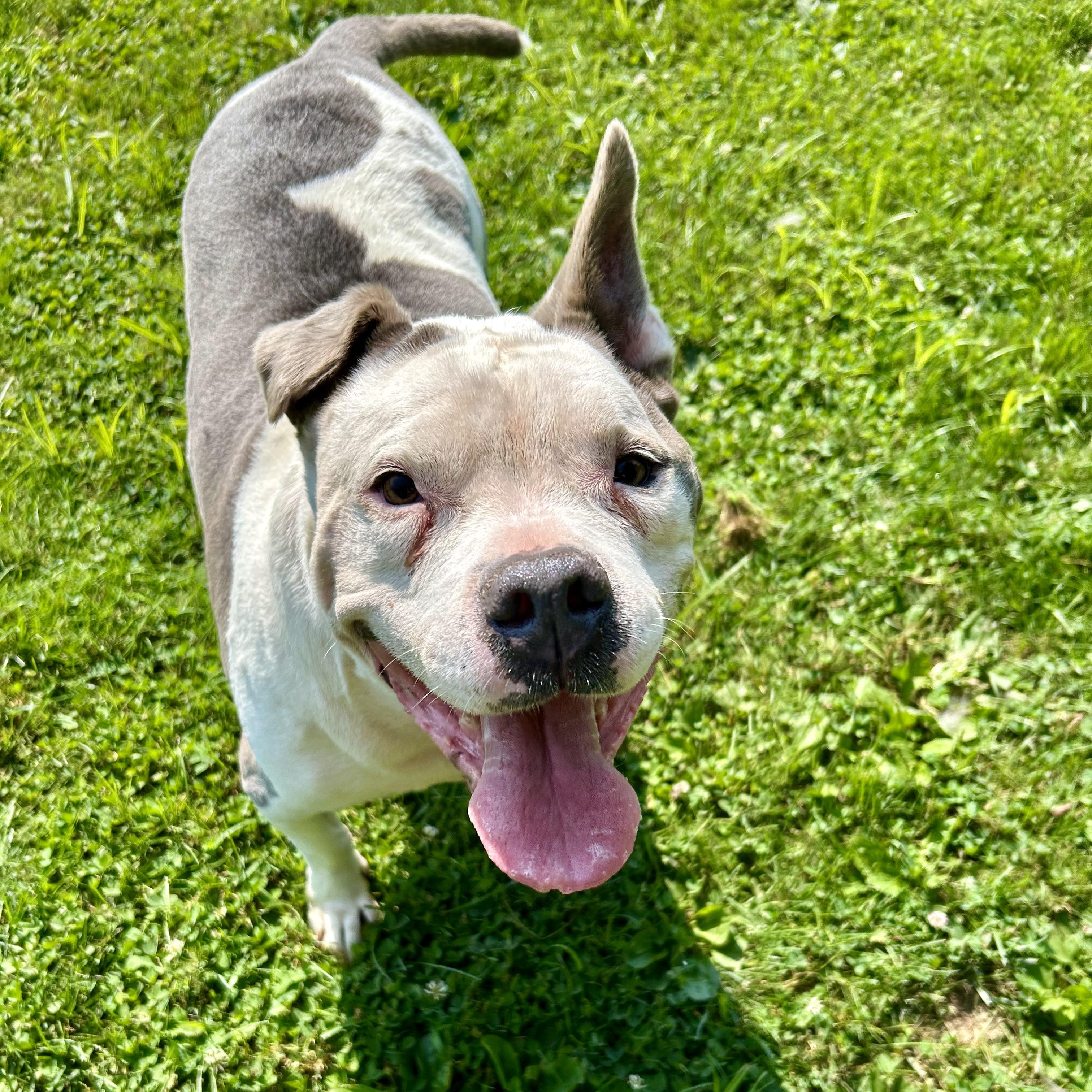 Chico