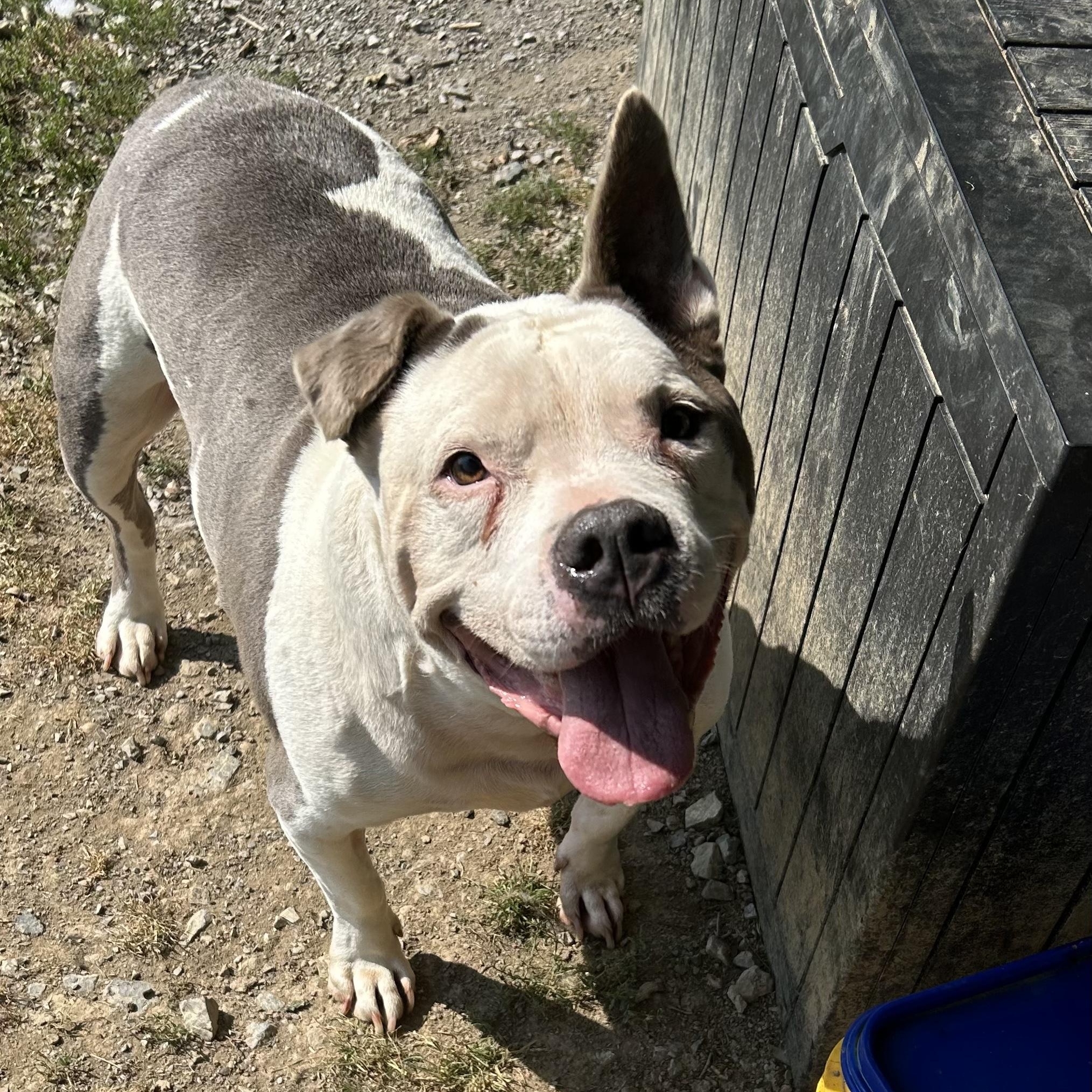 Chico