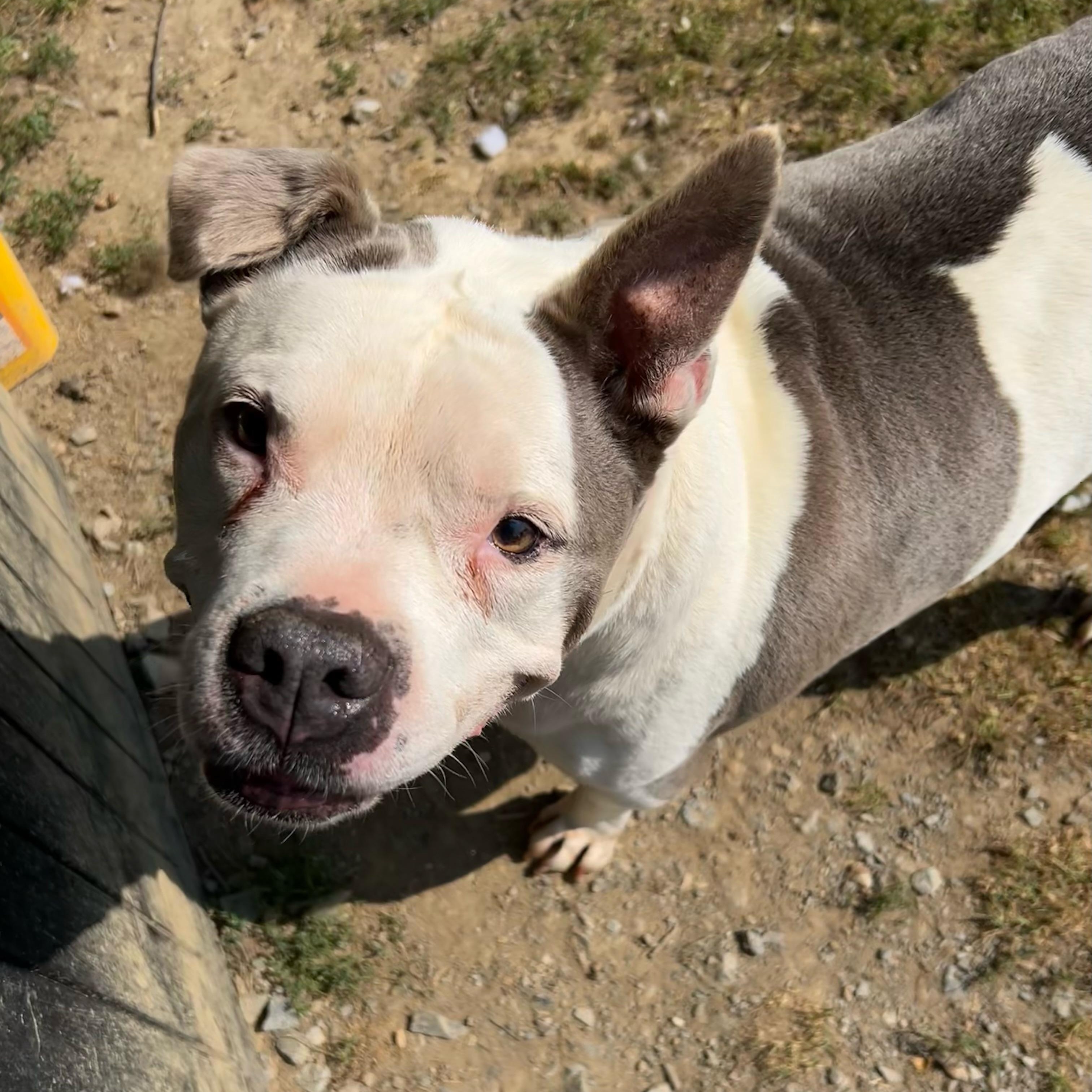 Chico