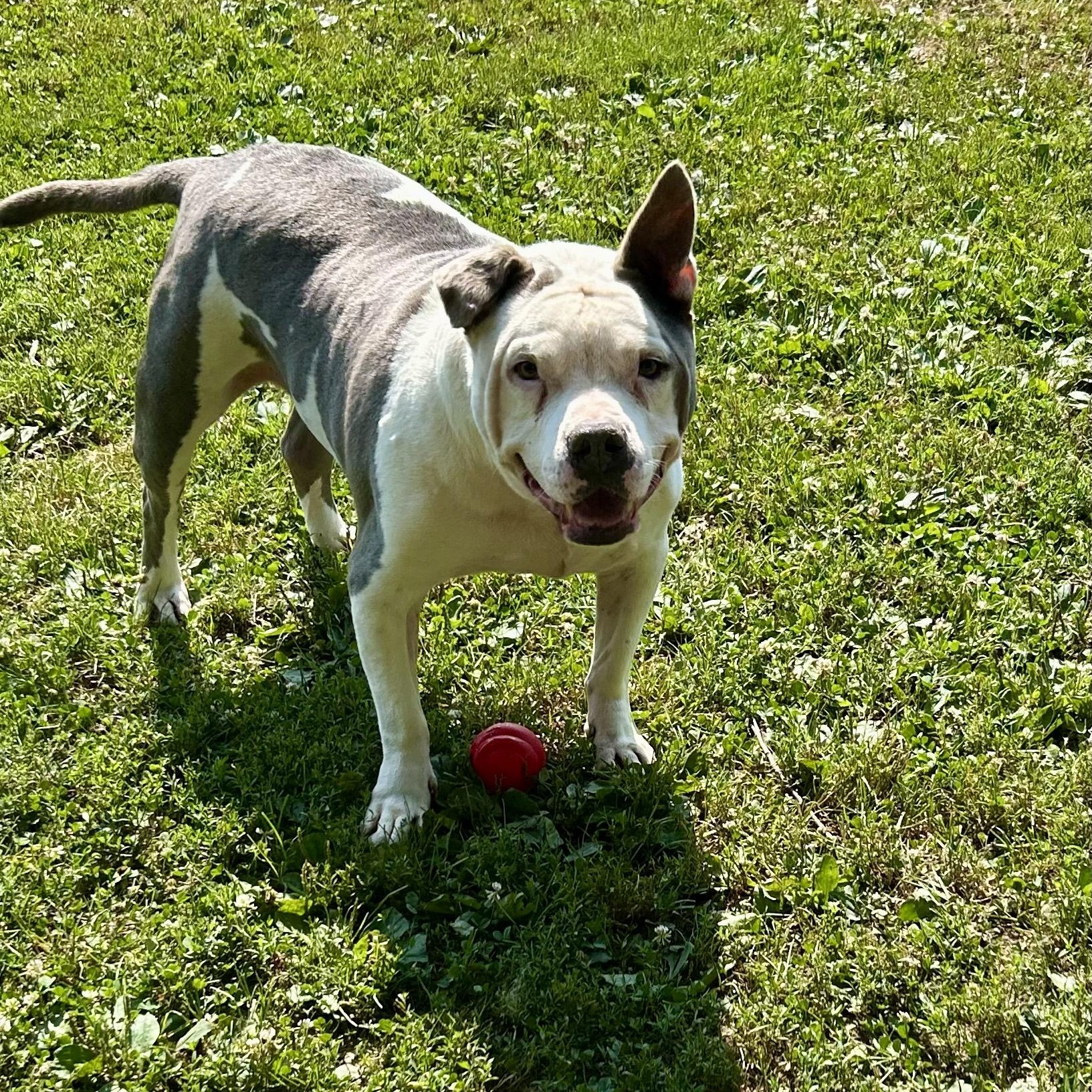 Chico