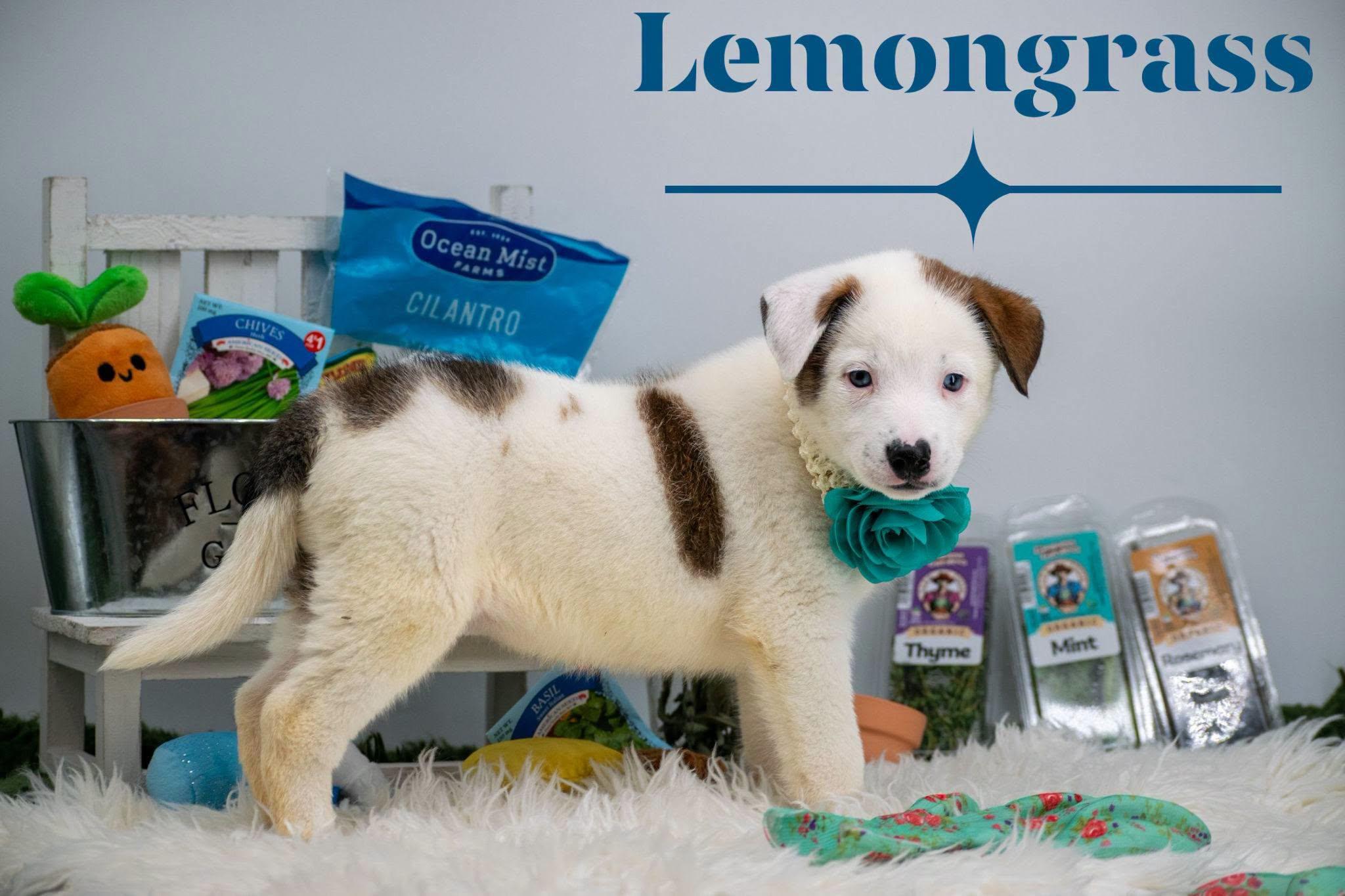 Lemongrass, an adopted mixed breed in Sevierville, TN image 1/4