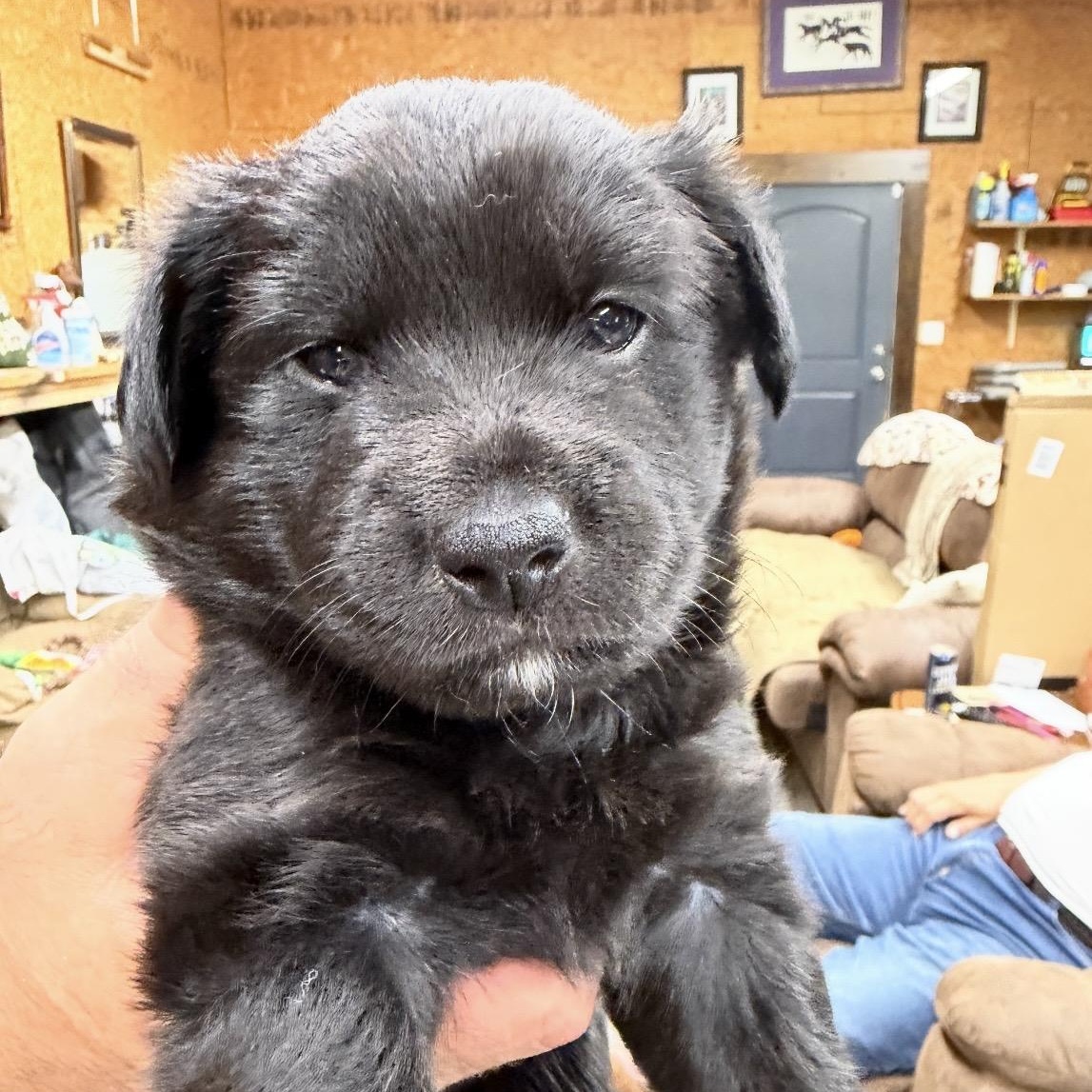 Enlarge Ashley, an adopted mixed breed in Heber Springs, AR image 1/1