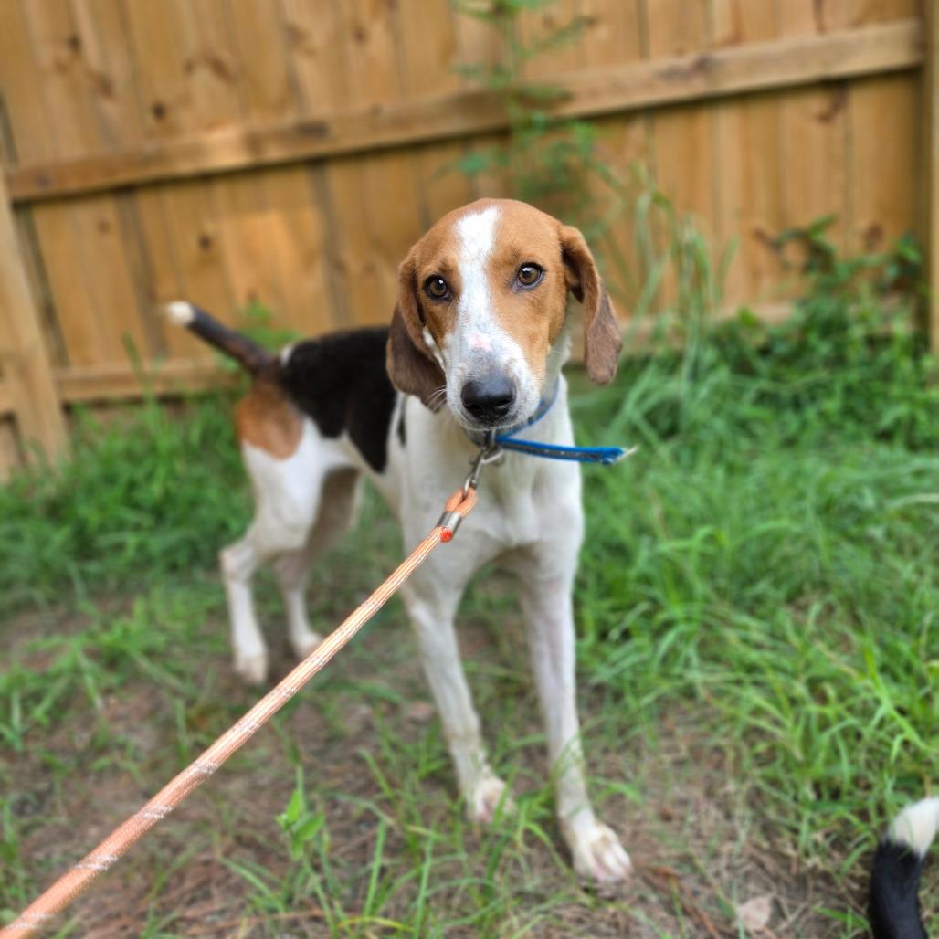 Mia, a Adoptable American Foxhound in Chesapeake, VA image 1/3