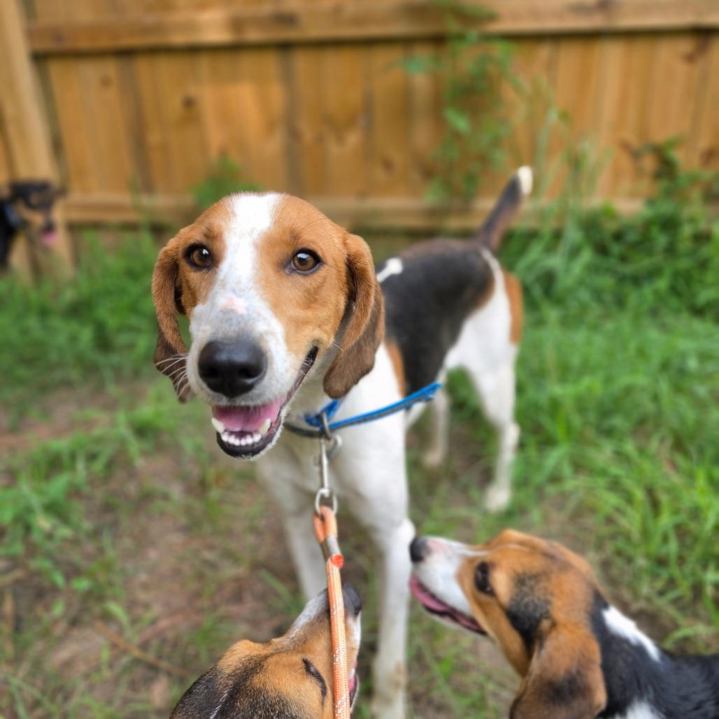 Mia, a Adoptable American Foxhound in Chesapeake, VA image 2/3