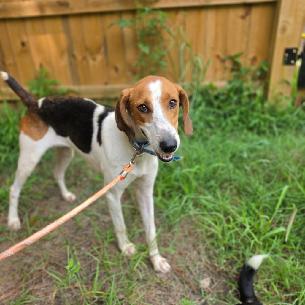 Mia, a Adoptable American Foxhound in Chesapeake, VA image 3/3
