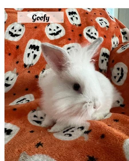 Goofy, a Adoptable Lionhead in Folsom, CA image 1/5