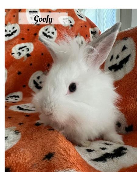 Goofy, a Adoptable Lionhead in Folsom, CA image 2/5