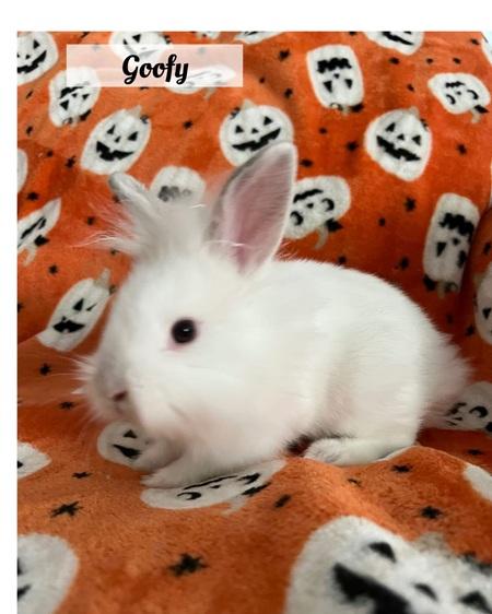 Goofy, a Adoptable Lionhead in Folsom, CA image 3/5
