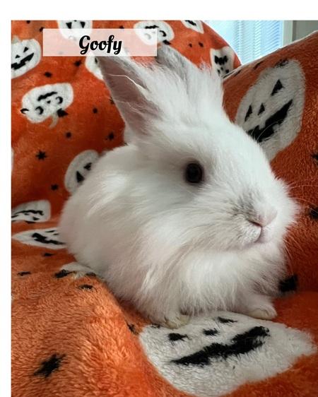 Goofy, a Adoptable Lionhead in Folsom, CA image 4/5