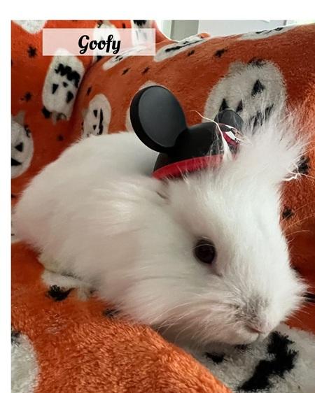 Goofy, a Adoptable Lionhead in Folsom, CA image 5/5