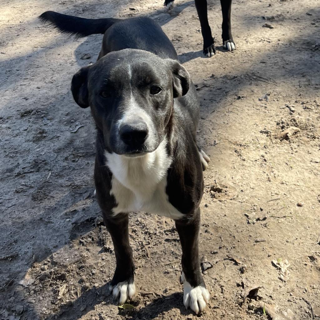 Scherzer (Max), Adoptable, Adult Male Mixed Breed.
