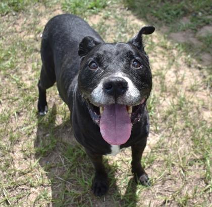 Rocky, a ADOPTABLE mixed breed in Inverness, FL image 3/3