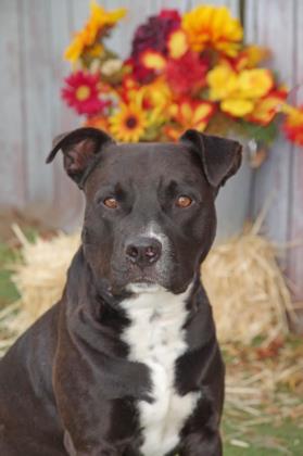 Rocky, a ADOPTABLE mixed breed in Inverness, FL image 2/3
