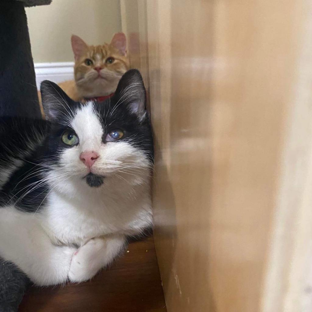 Enlarge Bowie, a Adoptable Domestic Short Hair in SLIPPERY ROCK, PA image 1/3