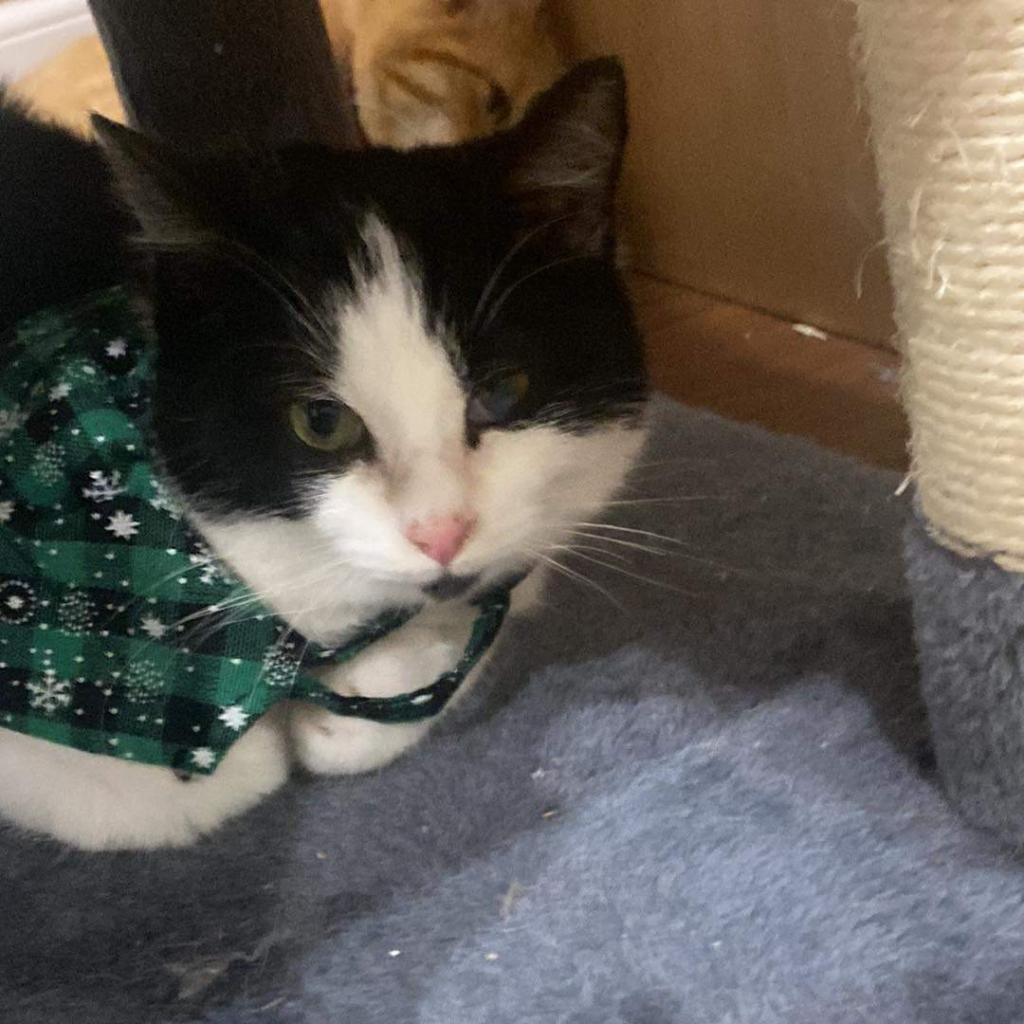 Enlarge Bowie, a Adoptable Domestic Short Hair in SLIPPERY ROCK, PA image 2/3