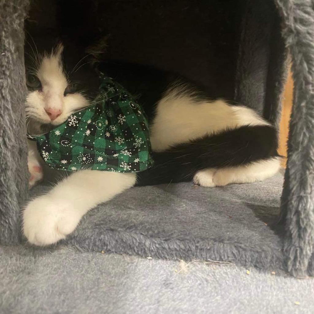 Enlarge Bowie, a Adoptable Domestic Short Hair in SLIPPERY ROCK, PA image 3/3