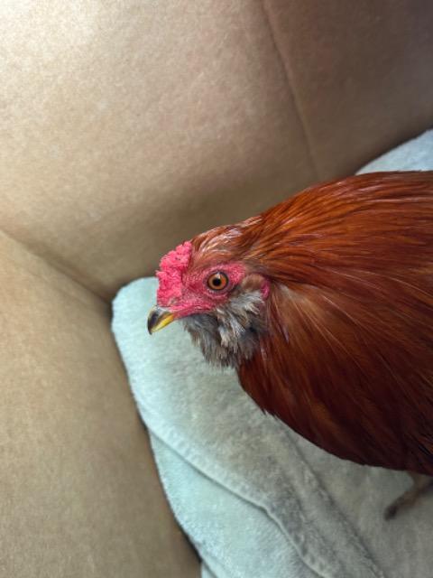 Wild Roo, Adoptable, Adult Male Chicken.