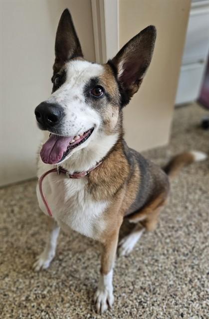 CARL, Adoptable, Adult Male Collie & Mixed Breed.