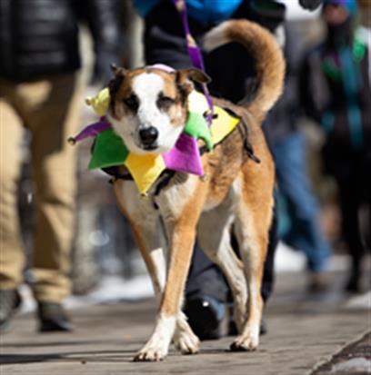 CARL, Adoptable, Adult Male Collie & Mixed Breed.