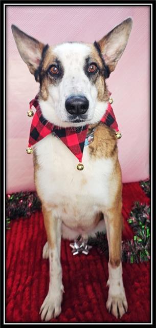 CARL, Adoptable, Adult Male Collie & Mixed Breed.