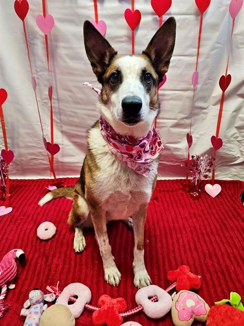 CARL, Adoptable, Adult Male Collie & Mixed Breed.