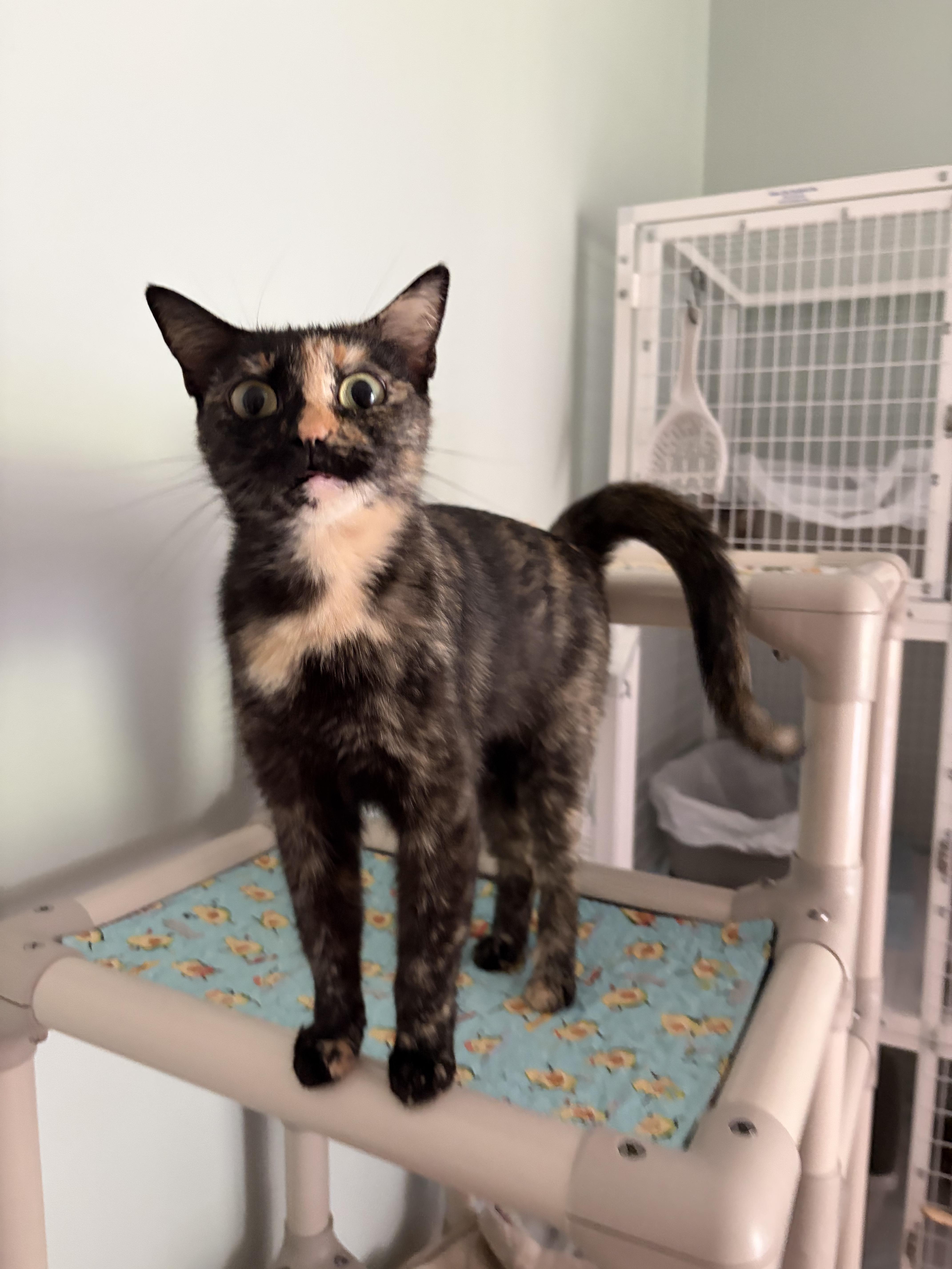 Cappuccino, a ADOPTABLE Tortoiseshell in Suffolk, VA image 2/3