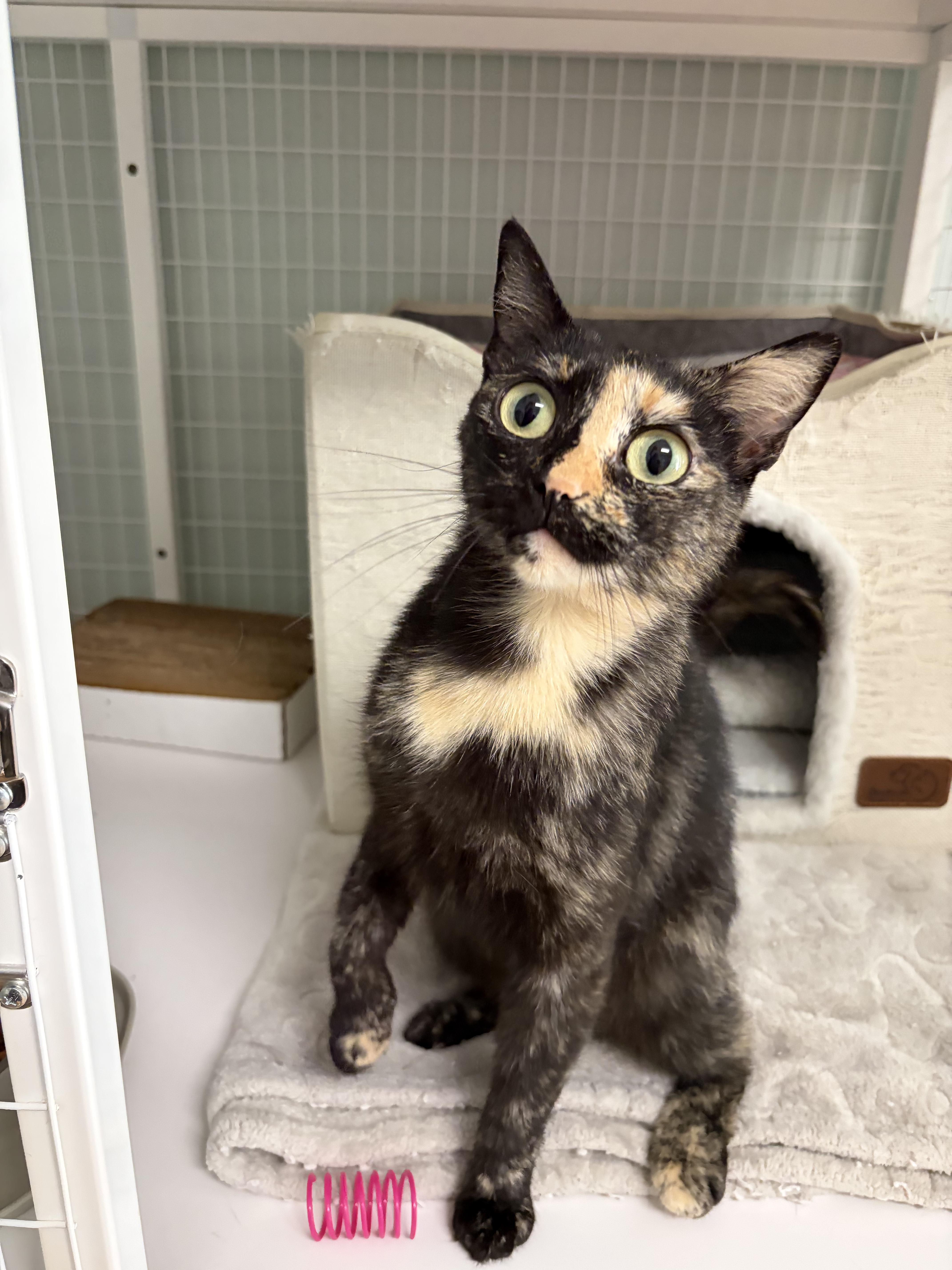 Cappuccino, a ADOPTABLE Tortoiseshell in Suffolk, VA image 1/3