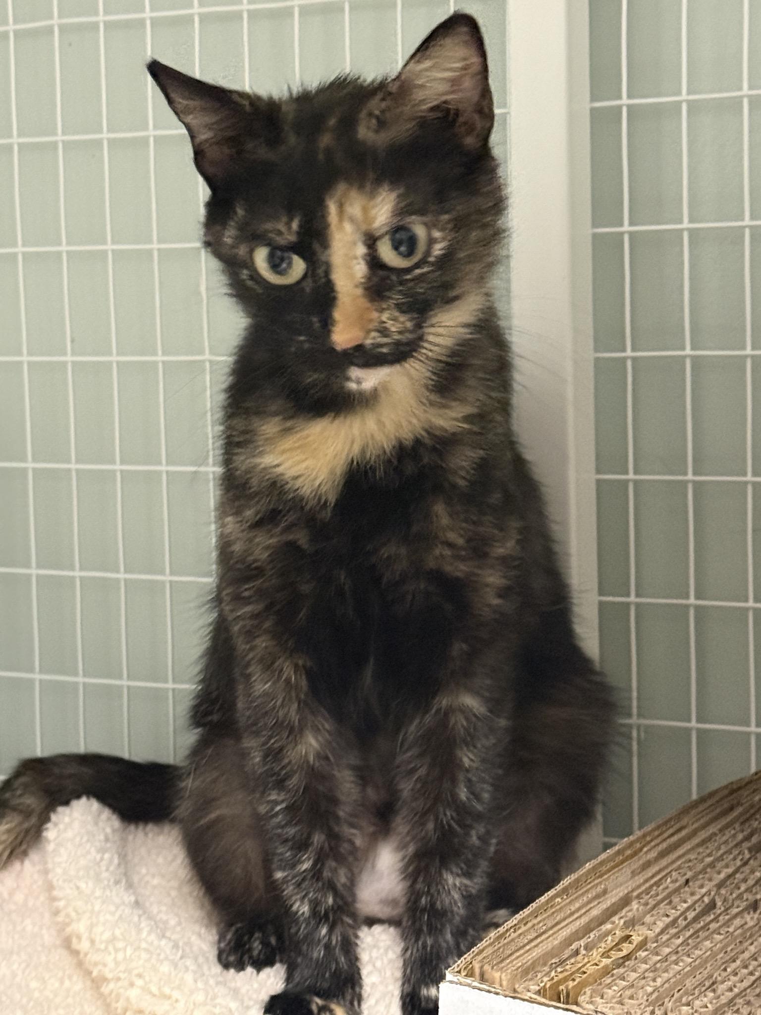 Enlarge Cappuccino, a ADOPTABLE Tortoiseshell in Suffolk, VA image 1/1