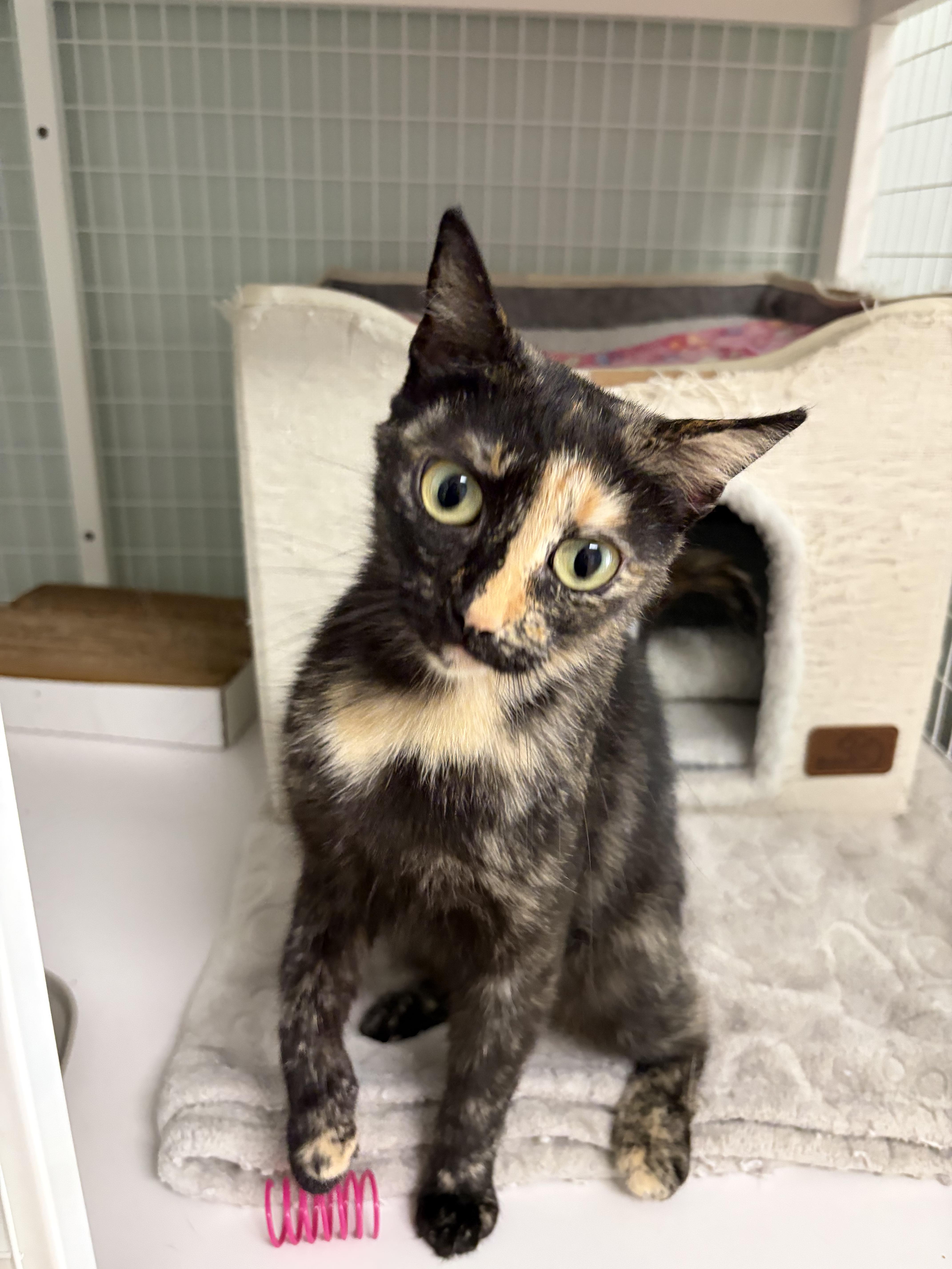 Cappuccino, a ADOPTABLE Tortoiseshell in Suffolk, VA image 3/3