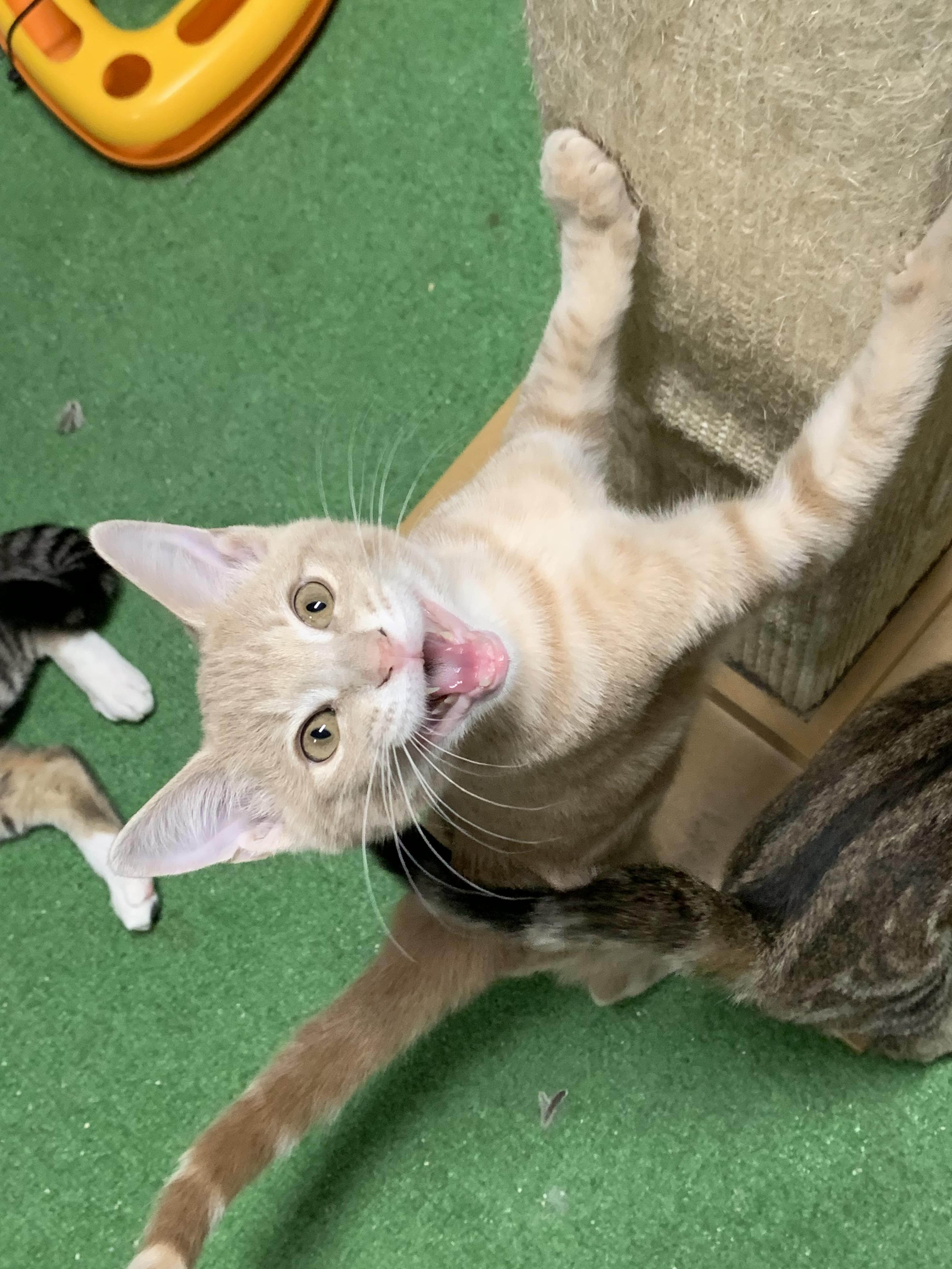 Nimbus, Baby Male Domestic Short Hair