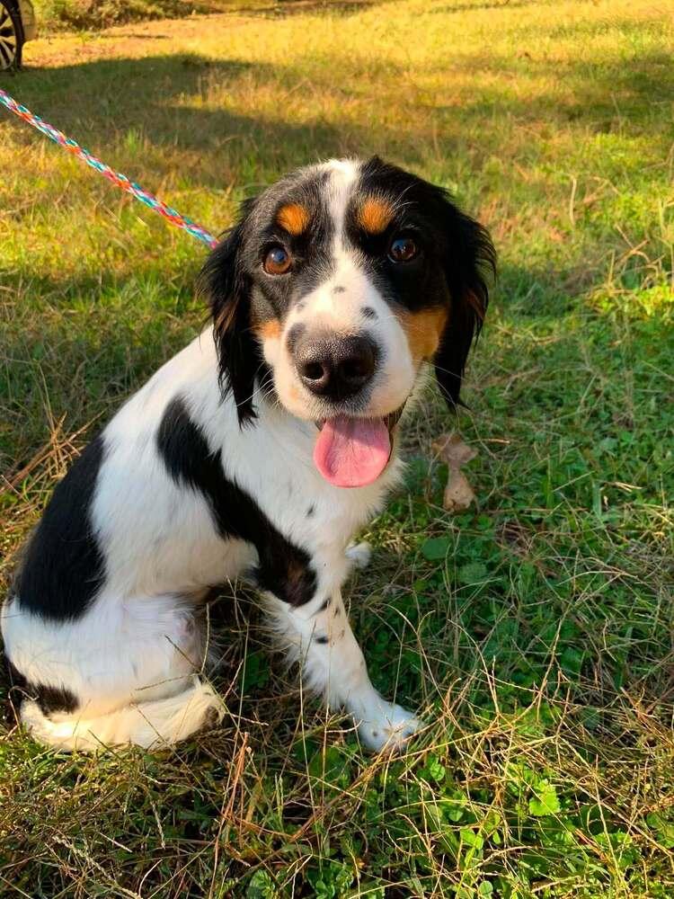 Dolly, Adoptable, Young Female Spaniel.