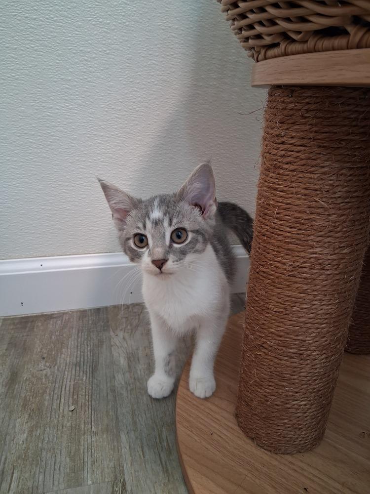 Lucy #6, Adoptable, Kitten Female Domestic Short Hair.