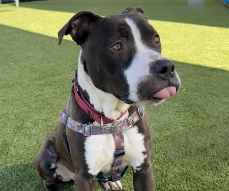Enlarge TYR, a Adoptable mixed breed in Martinez, CA image 1/1