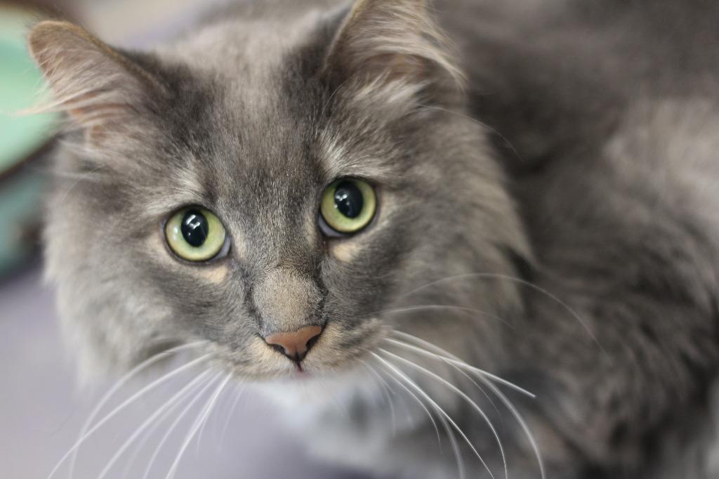 Leo, a Adopted Maine Coon in Rockford, IL image 2/4
