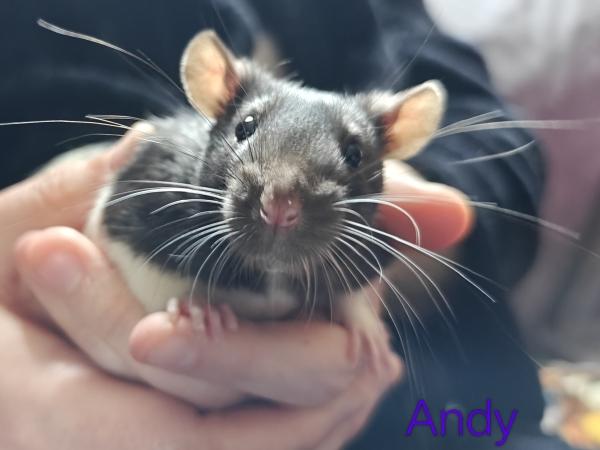 Enlarge Andy, a ADOPTABLE Rat in Merrimack, NH image 1/1