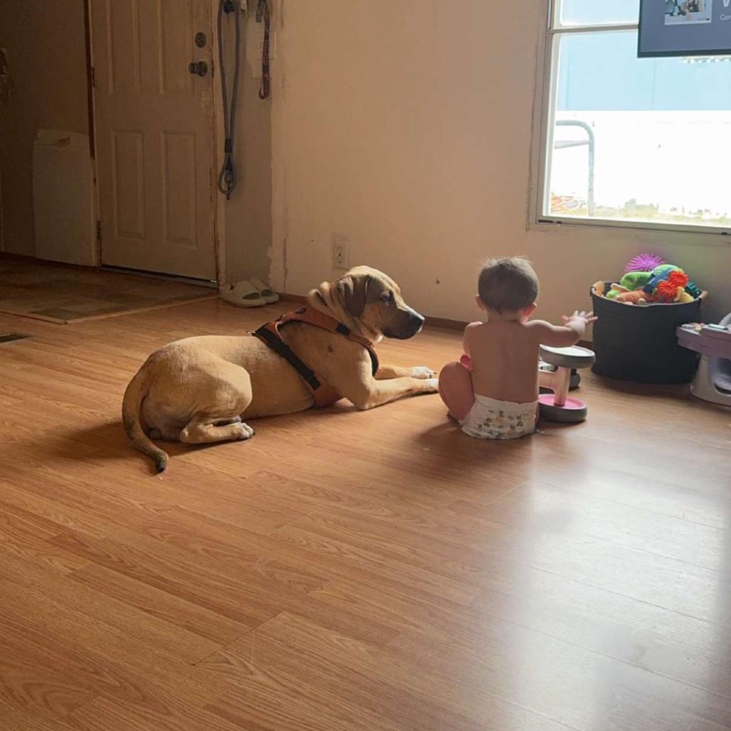 Bruno — thumbnail 2