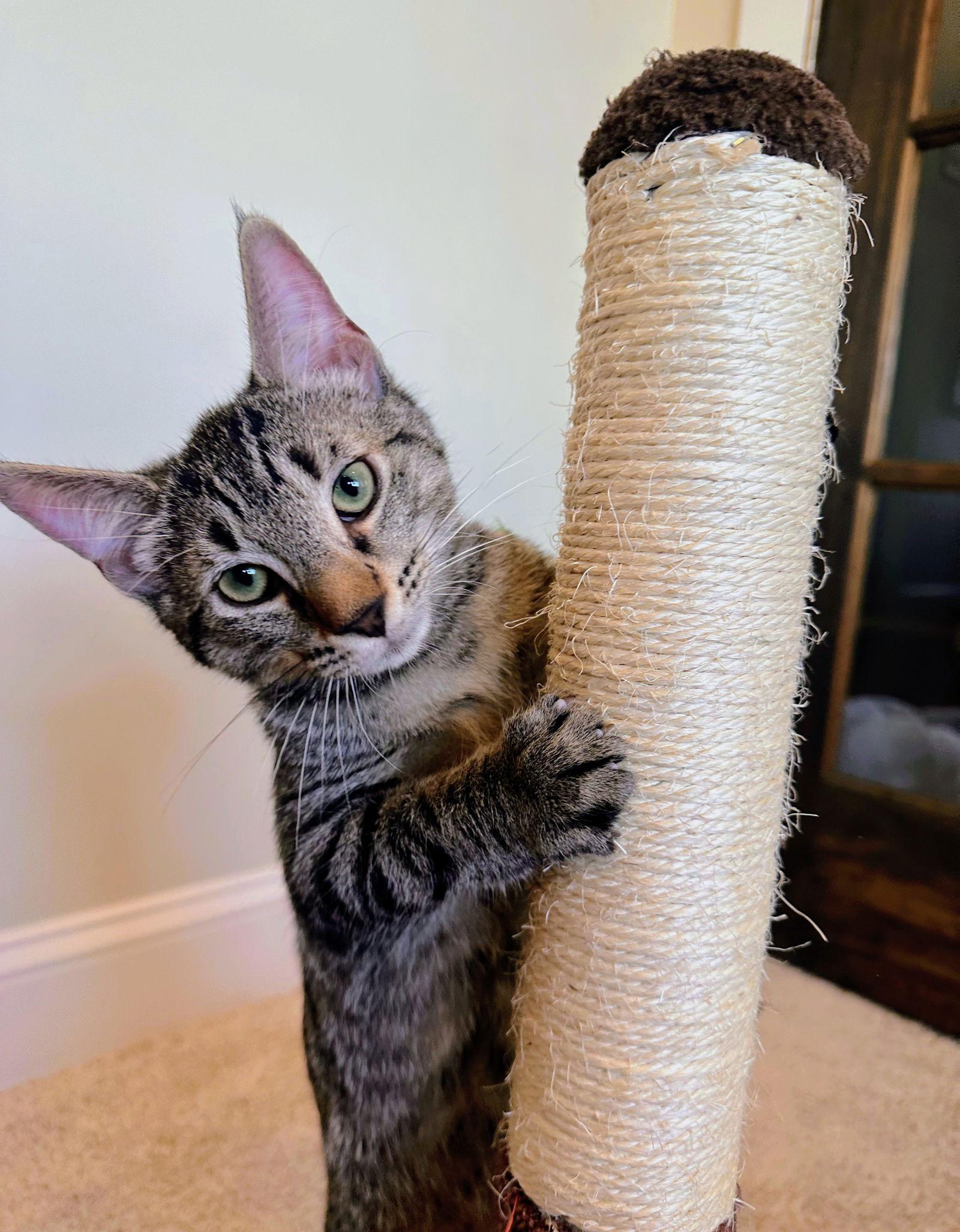 Rolo Kitten, a Adoptable Domestic Short Hair in Nazareth, PA image 2/3