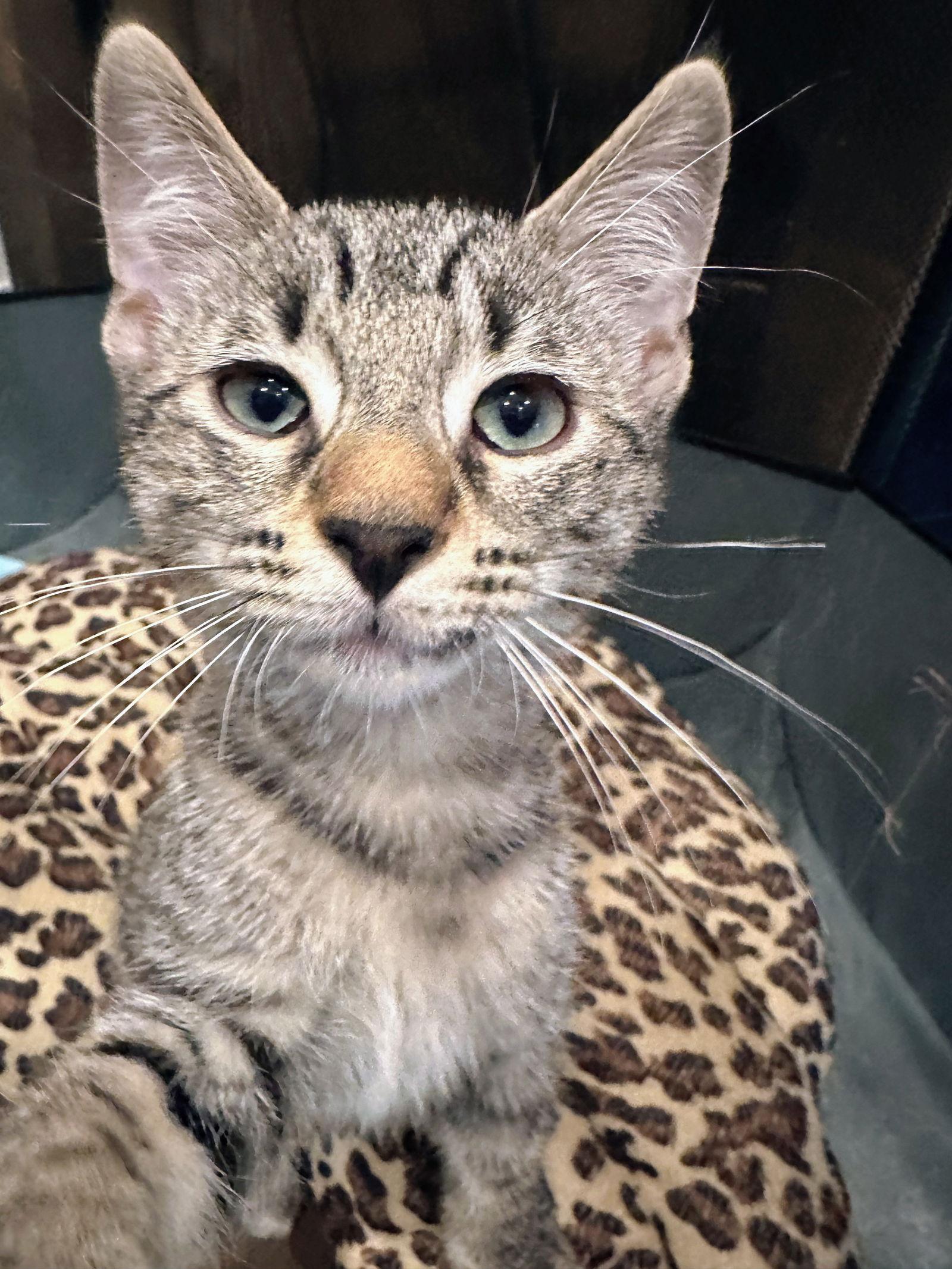 Rolo Kitten, a Adoptable Domestic Short Hair in Nazareth, PA image 3/3